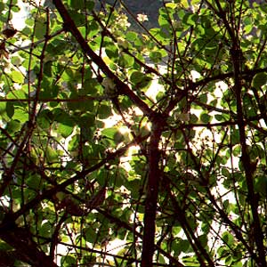 Tree Canopy