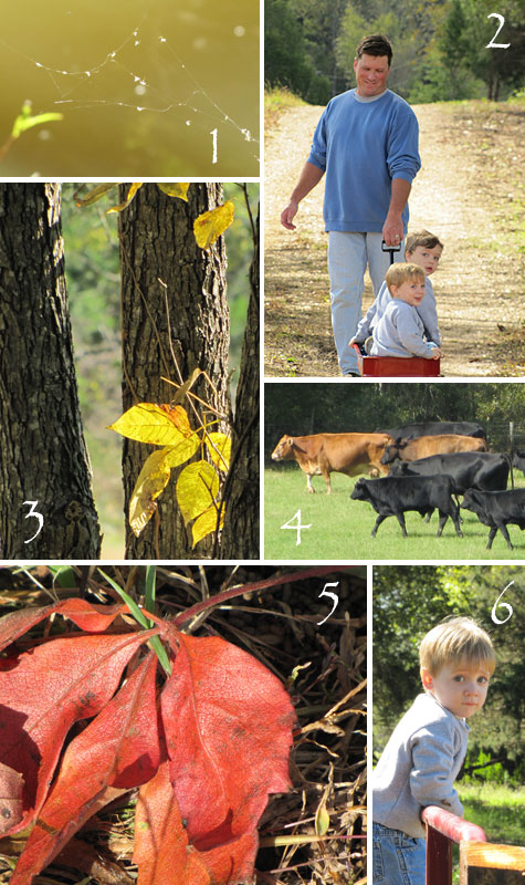 fallonfarm1 fallonfarm1