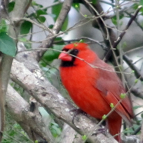 cardinal