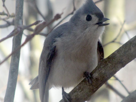 bird1