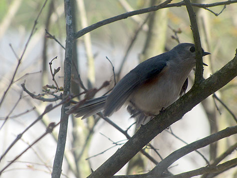 bird3